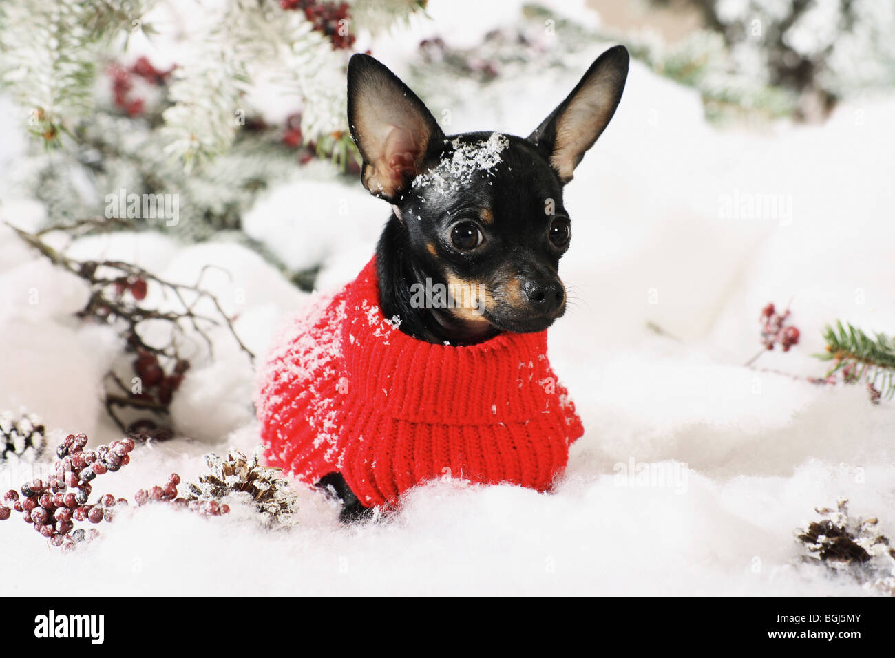 Russian Toy Terrier dog with pullover - sitting in the snow Stock Photo