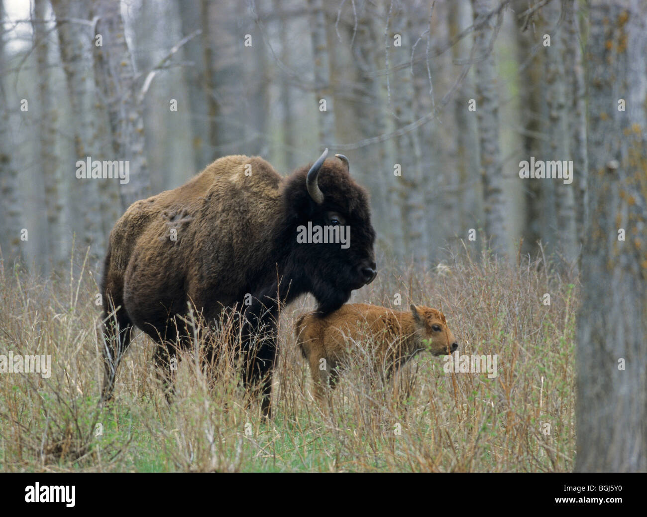 plains bison - cow and calf / Bison bison bison Stock Photo