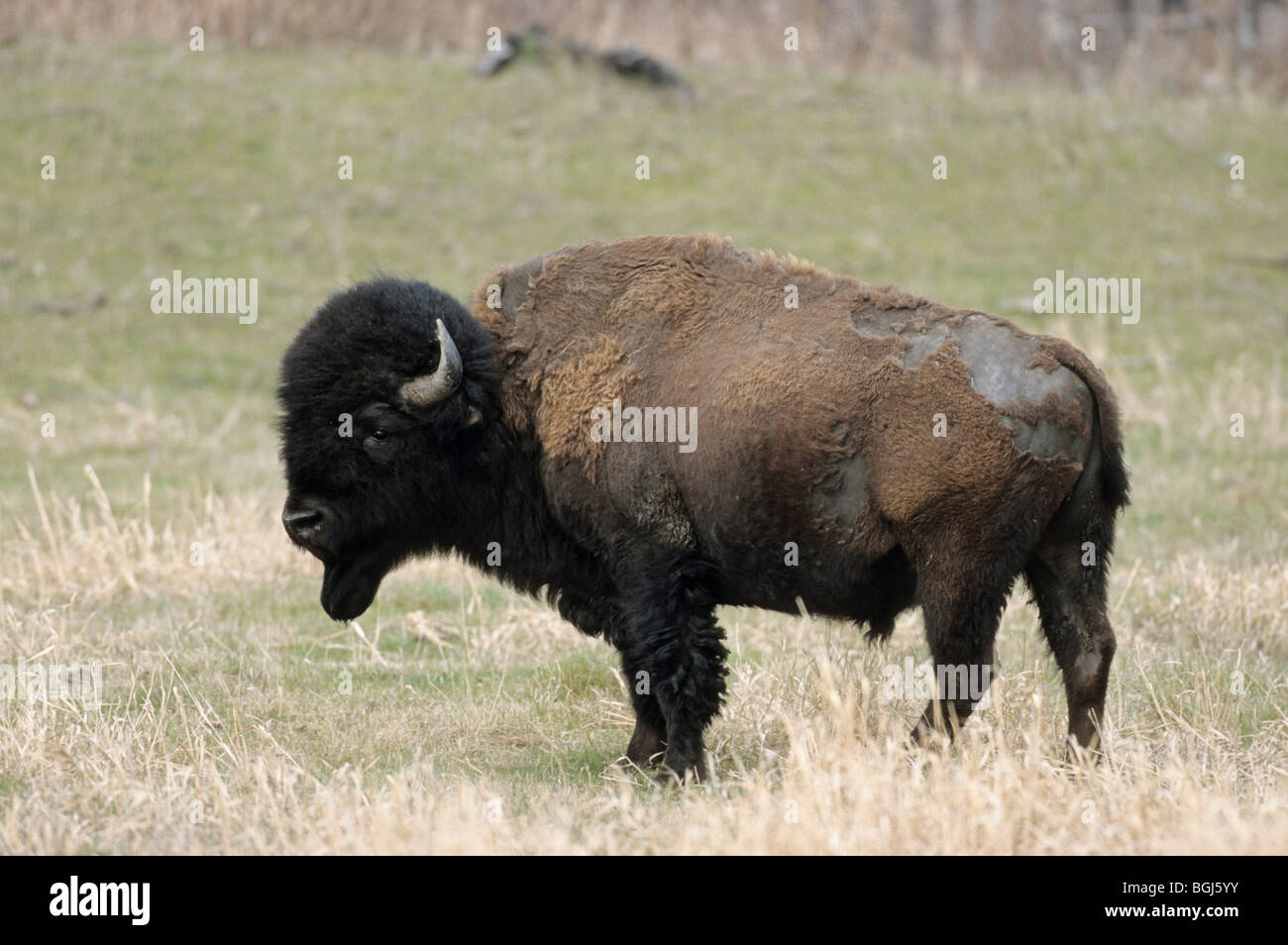 plains bison - bull - standing / Bison bison bison Stock Photo