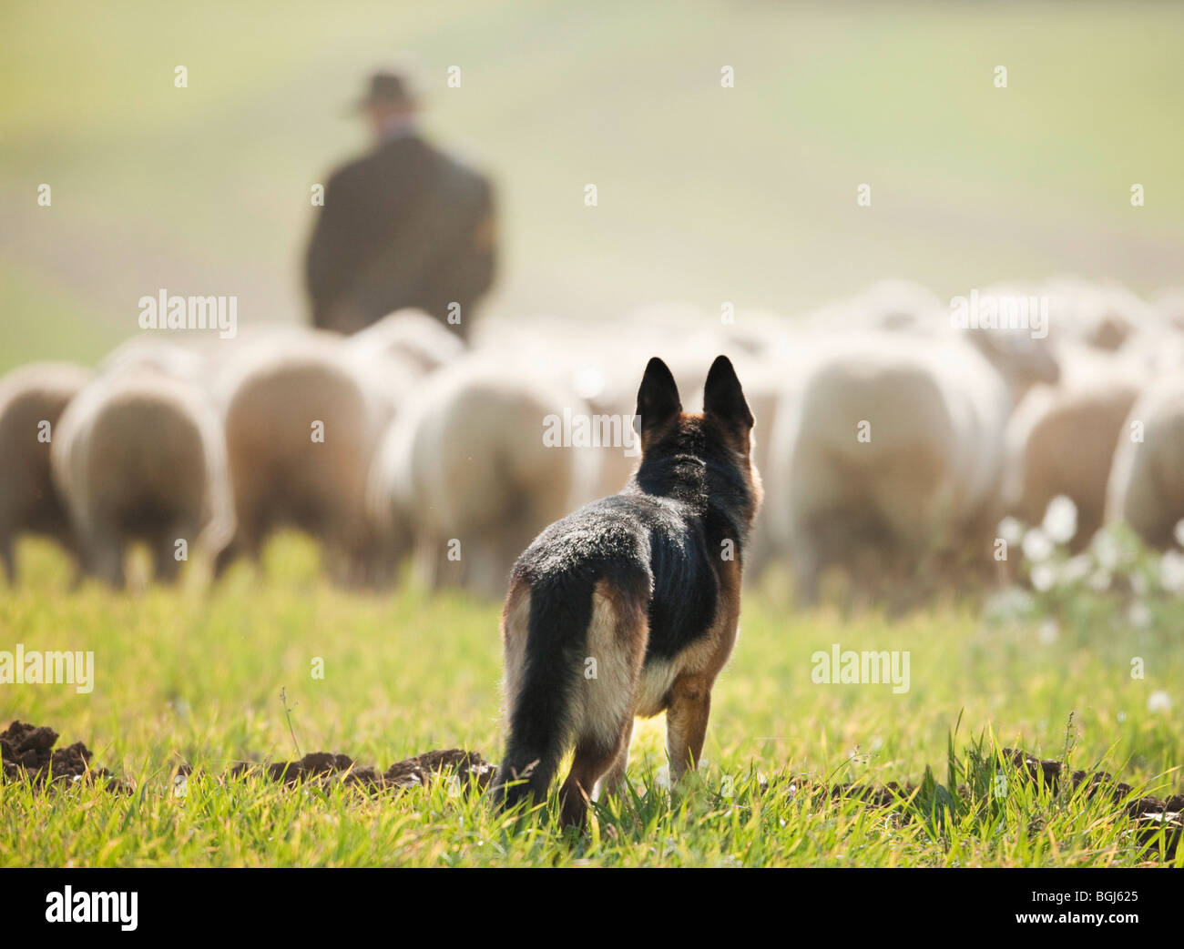 German Shepherd dog watching sheep Stock Photo