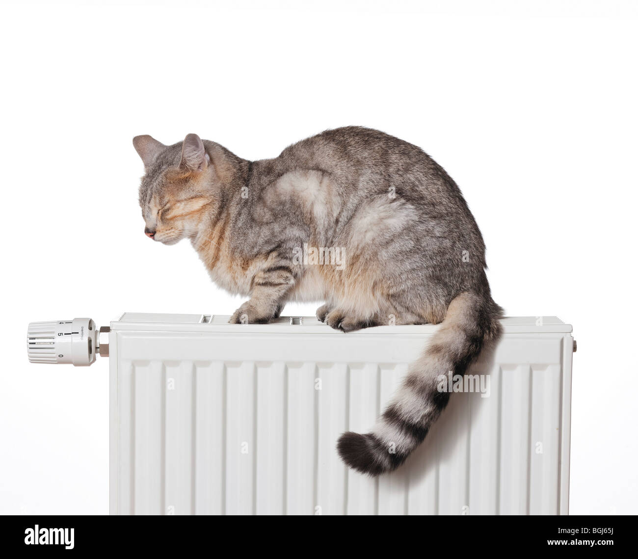 domestic cat on heater Stock Photo Alamy