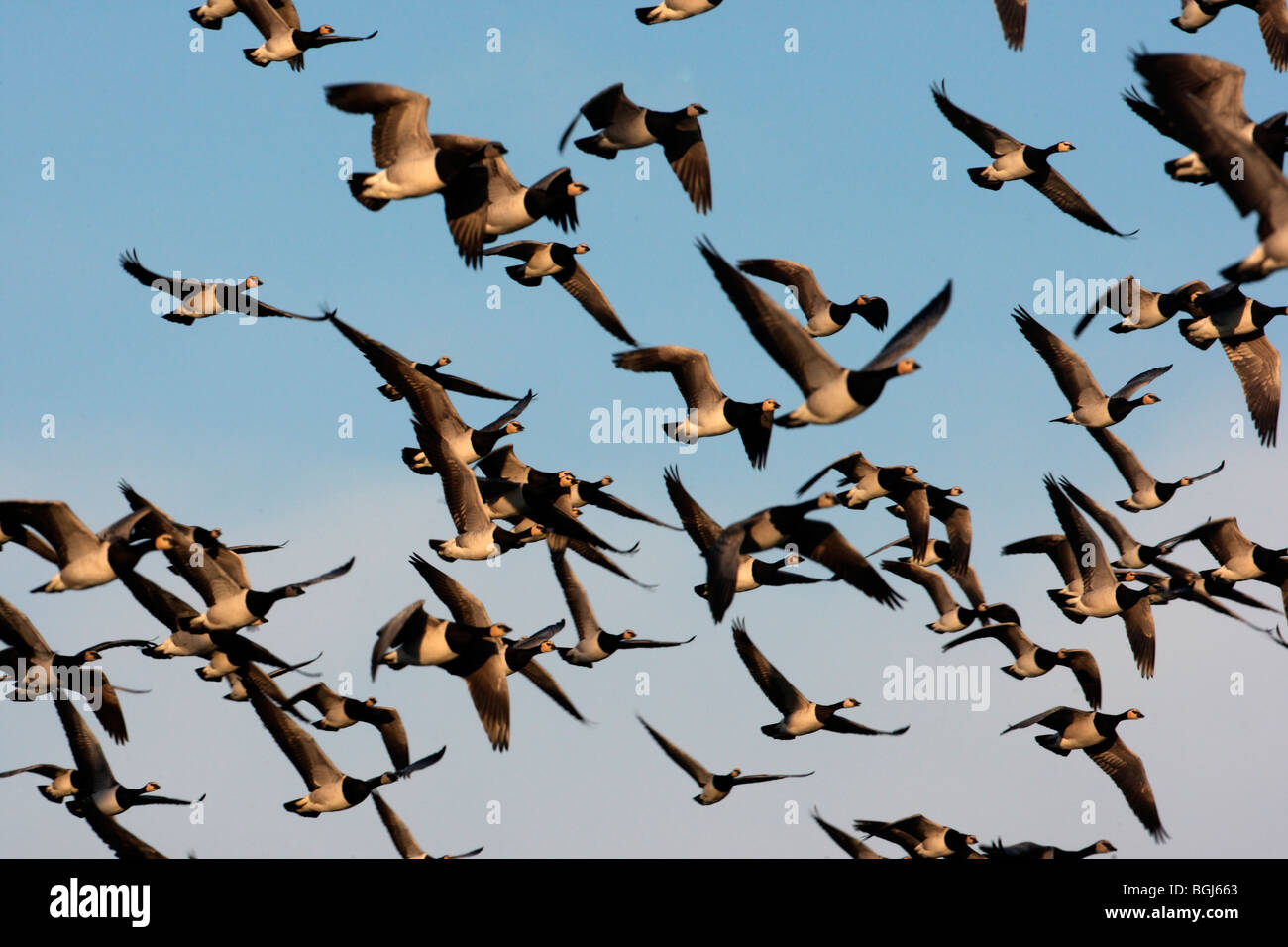 Barnacle goose, Branta leucopsis, A large flock in flight, Caerlaverock, Scotland Stock Photo