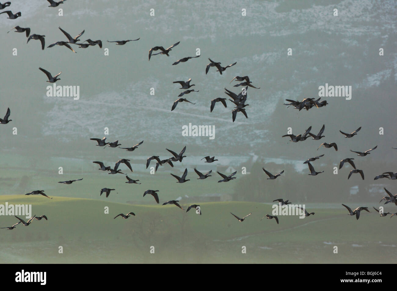 Barnacle goose, Branta leucopsis, A large flock in flight, Caerlaverock, Scotland Stock Photo