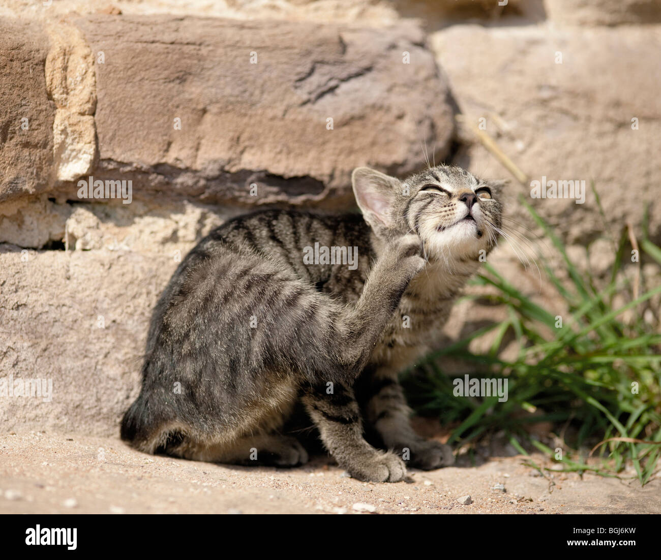 young domestic cat scratching itself Stock Photo Alamy