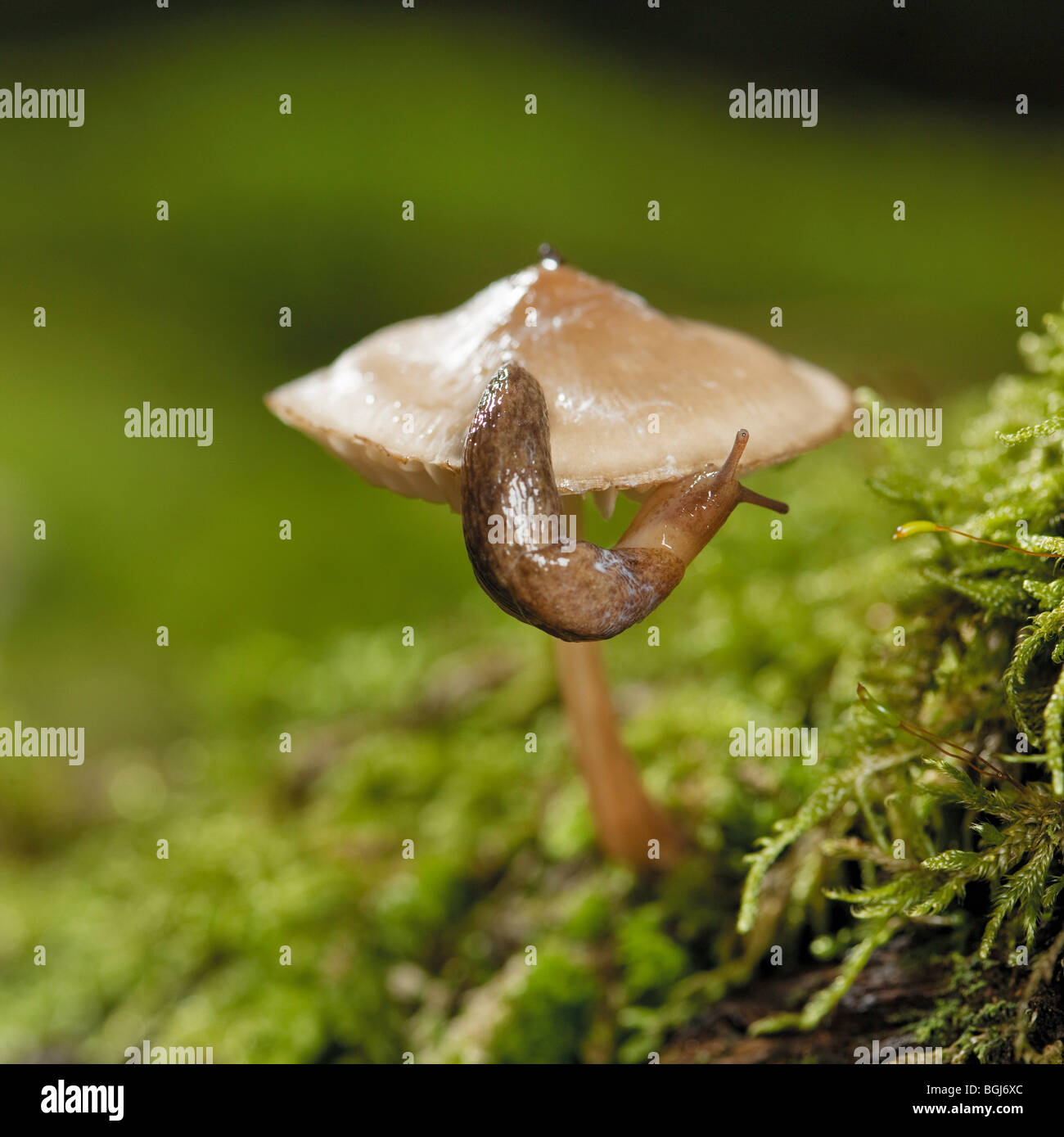 grey field slug on mushroom / Deroceras reticulatum Stock Photo