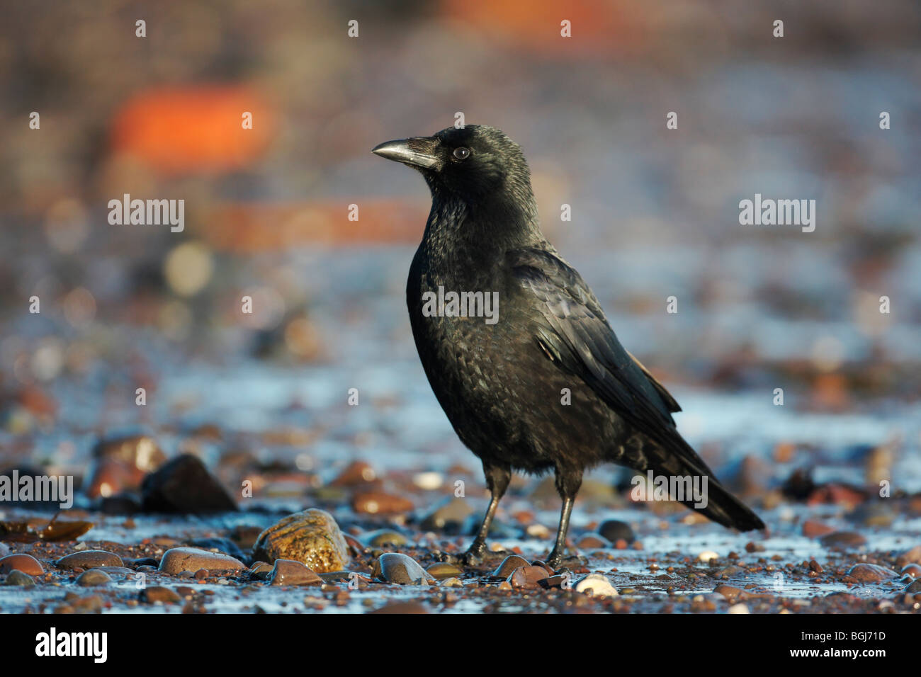 Carrion crow, Corvus corone, single bird standing by water, Galloway, Scotland, winter 2009 Stock Photo