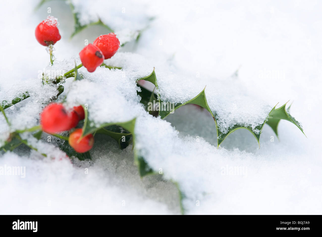 holly and berries in snow Stock Photo - Alamy
