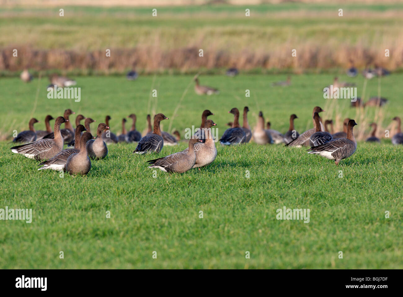 Pink-footed goose, Anser brachyrhynchus, a flock of birds in a grass field, Lancashire, U.K., winter 2009 Stock Photo