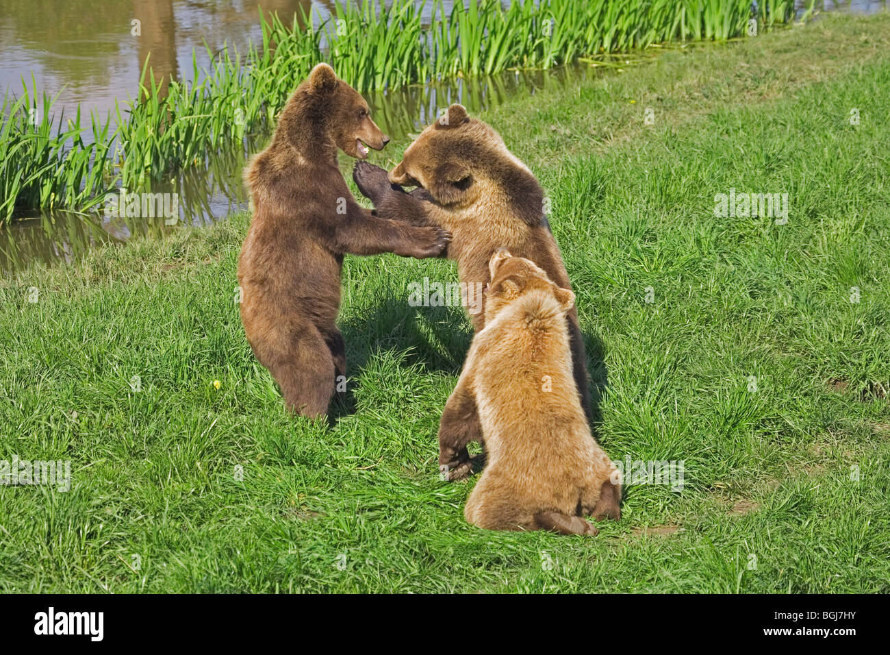 three young Eurasian Brown Bears - playing / Ursus arctos arctos Stock ...