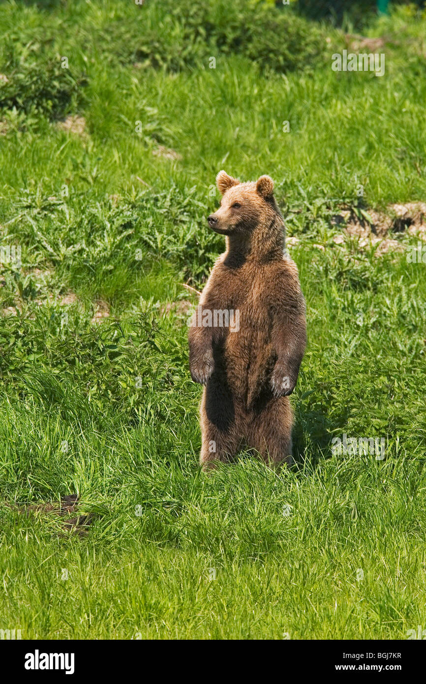 young Eurasian Brown Bear - standing / Ursus arctos arctos Stock Photo ...