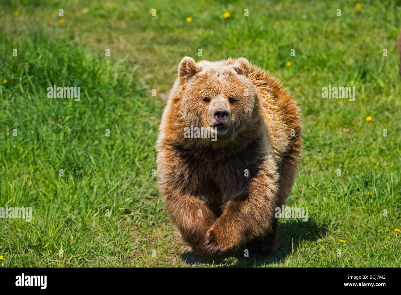 young Eurasian Brown Bear - running / Ursus arctos arctos Stock Photo ...