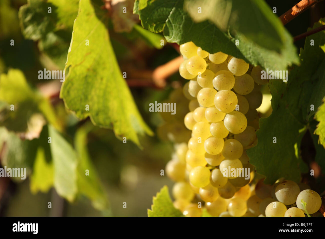 The bunch of grapes in the evening sun on the foothills of Male Karpaty
