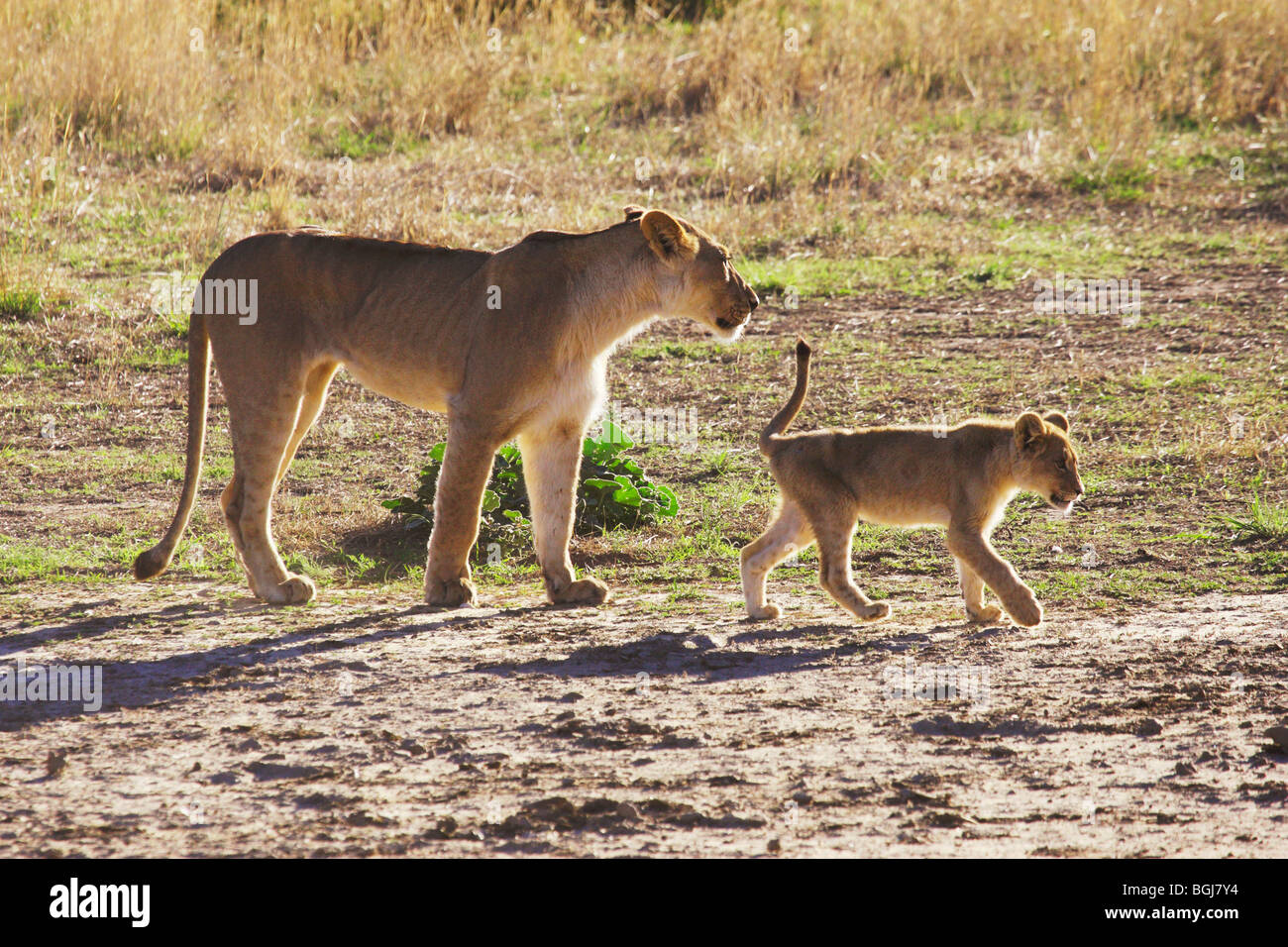 lioness and cub / Panthera leo Stock Photo - Alamy