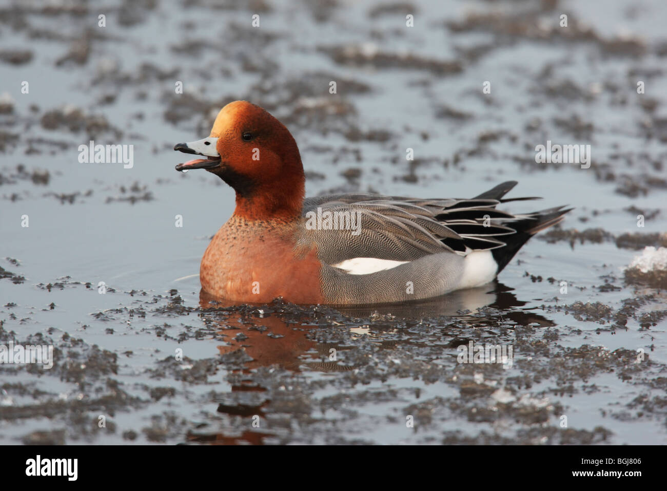 Wigeon, Anas penelope, a single male swimming on icy water, Dumfries, Scotland, winter 2009 Stock Photo