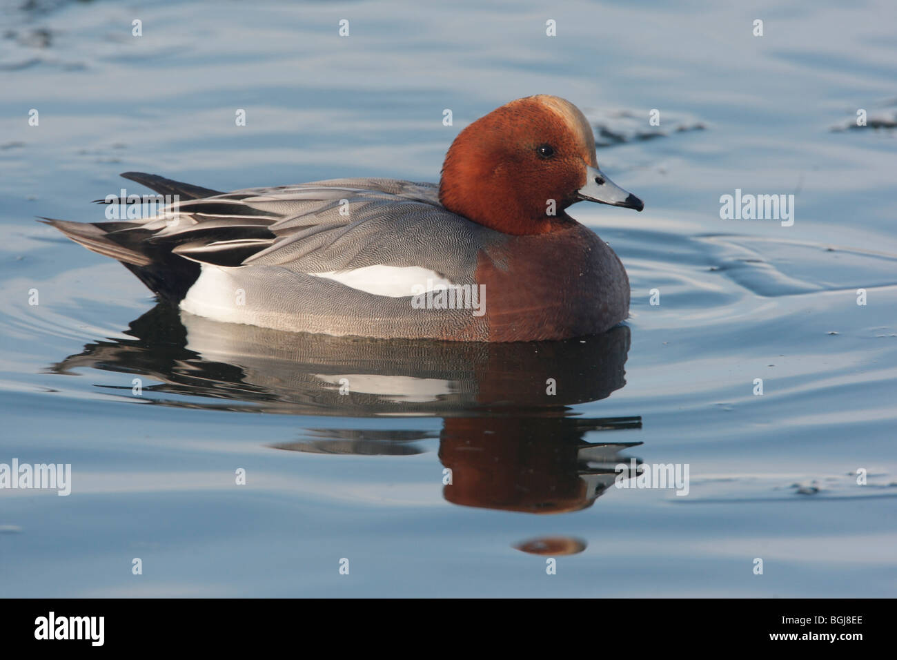 Wigeon, Anas penelope, a single male swimming on icy water, Dumfries, Scotland, winter 2009 Stock Photo