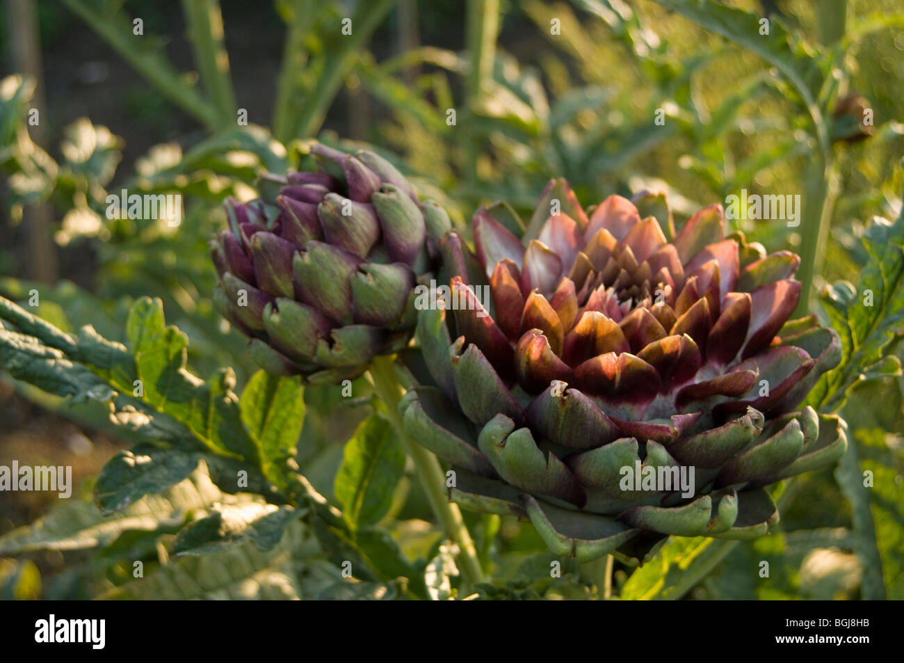 Two heads of globe artichoke growing on an allotment plot Stock Photo