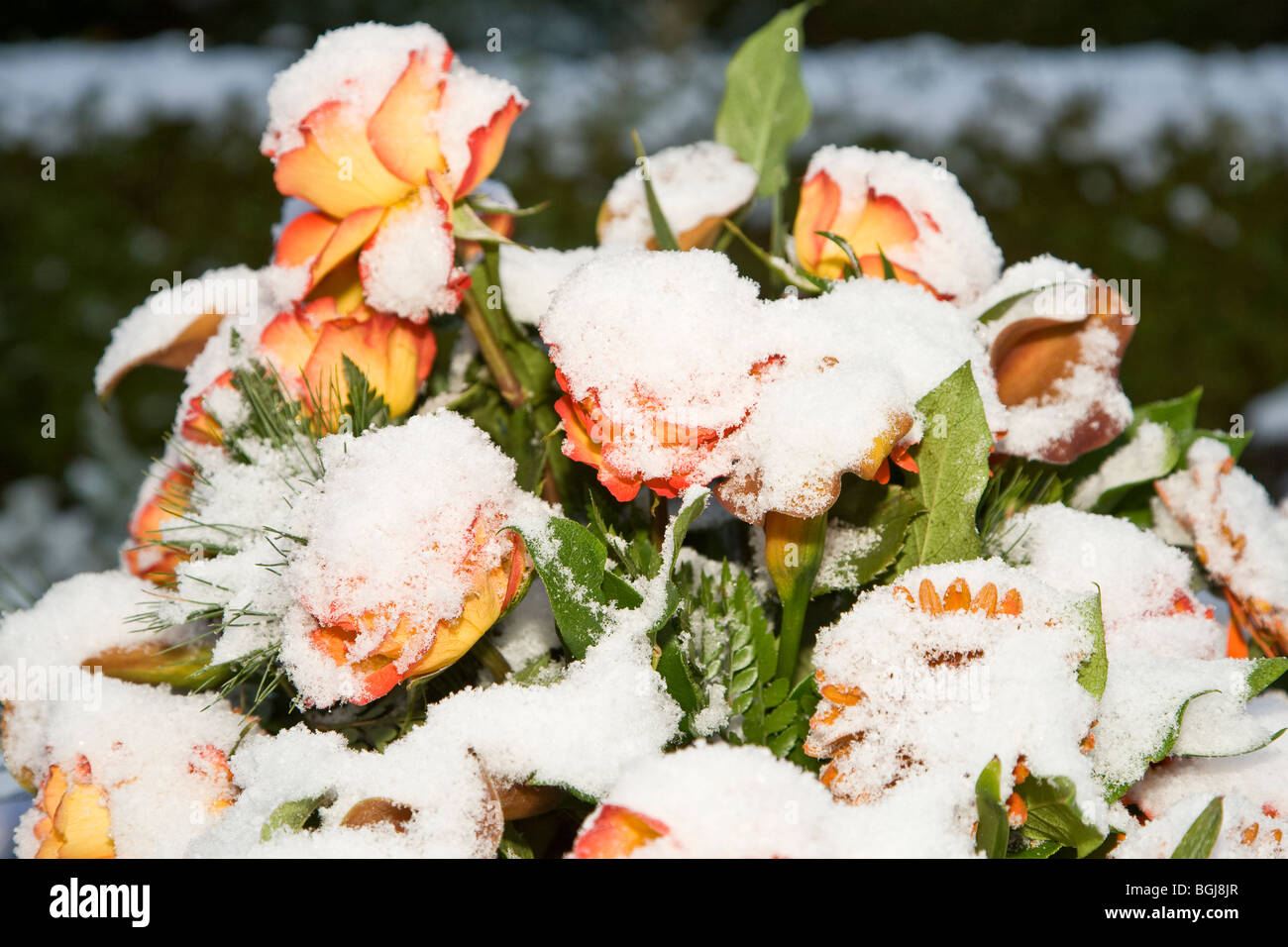 Bunch of flowers covered in snow Stock Photo Alamy