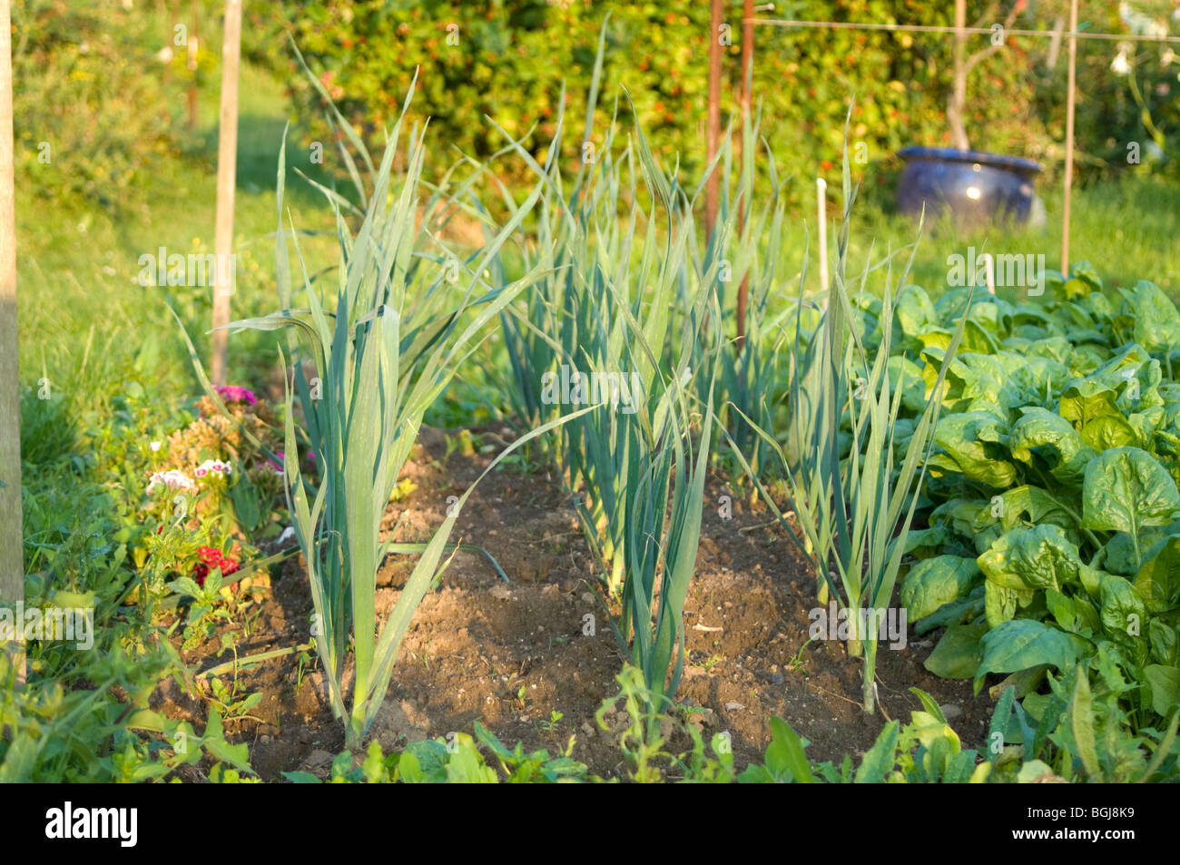 Leeks Plot Leeks Growing On An Allotment High Resolution Stock Photography and ...