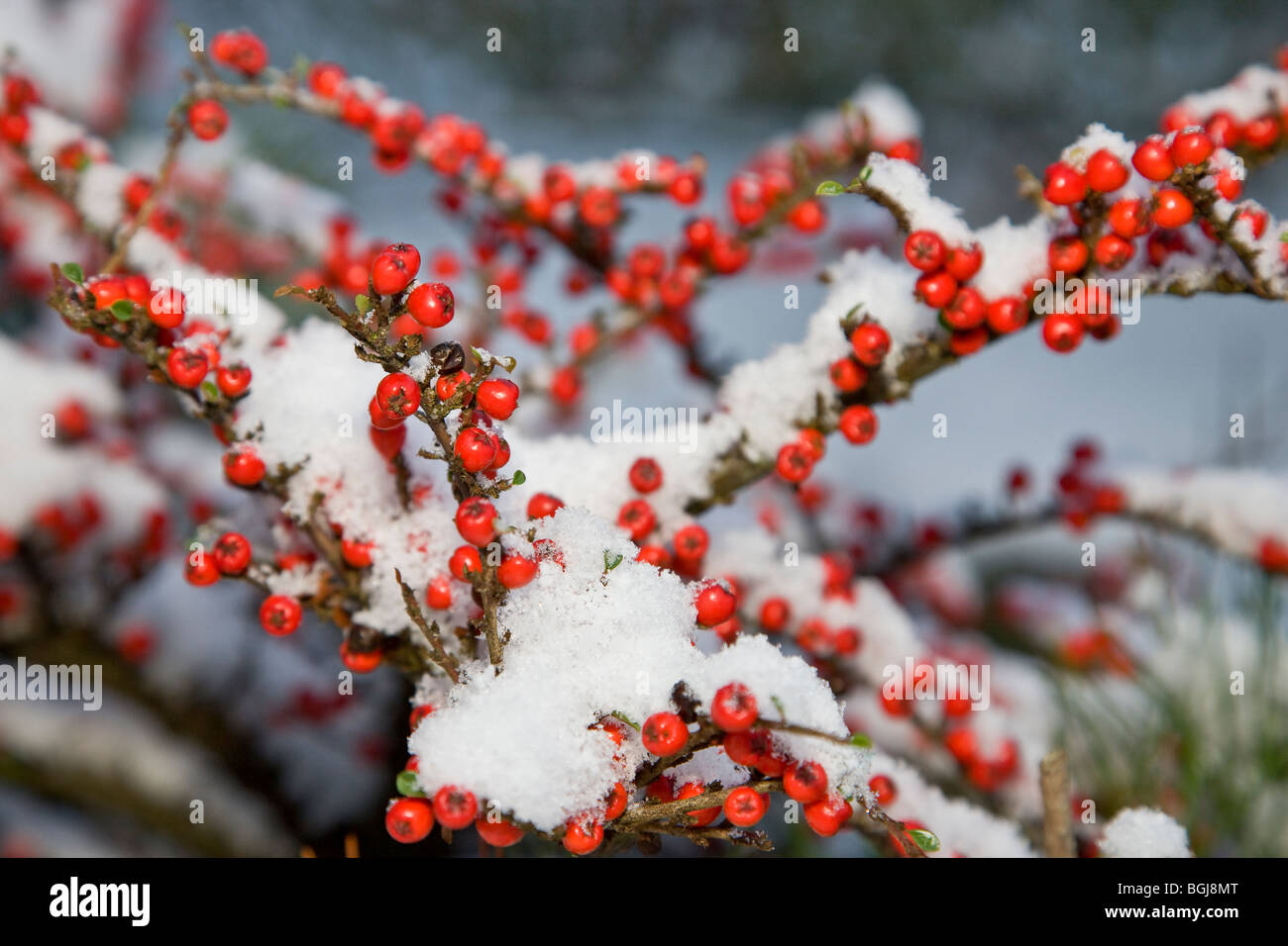 Cotoneaster berries covered in snow Stock Photo