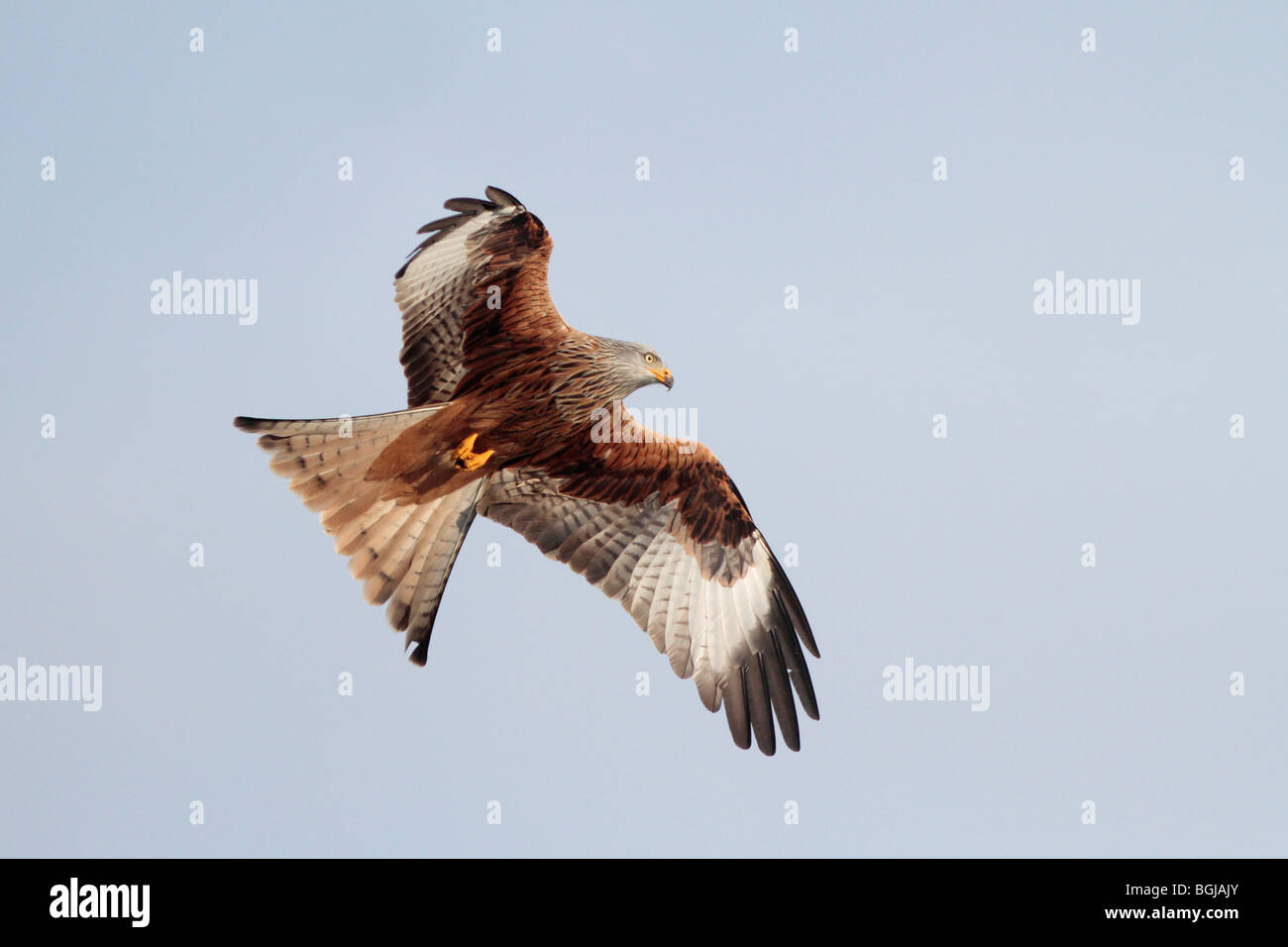Red Kite in flight Stock Photo