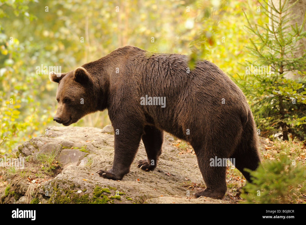 brown bear - standing / Ursus arctos Stock Photo - Alamy