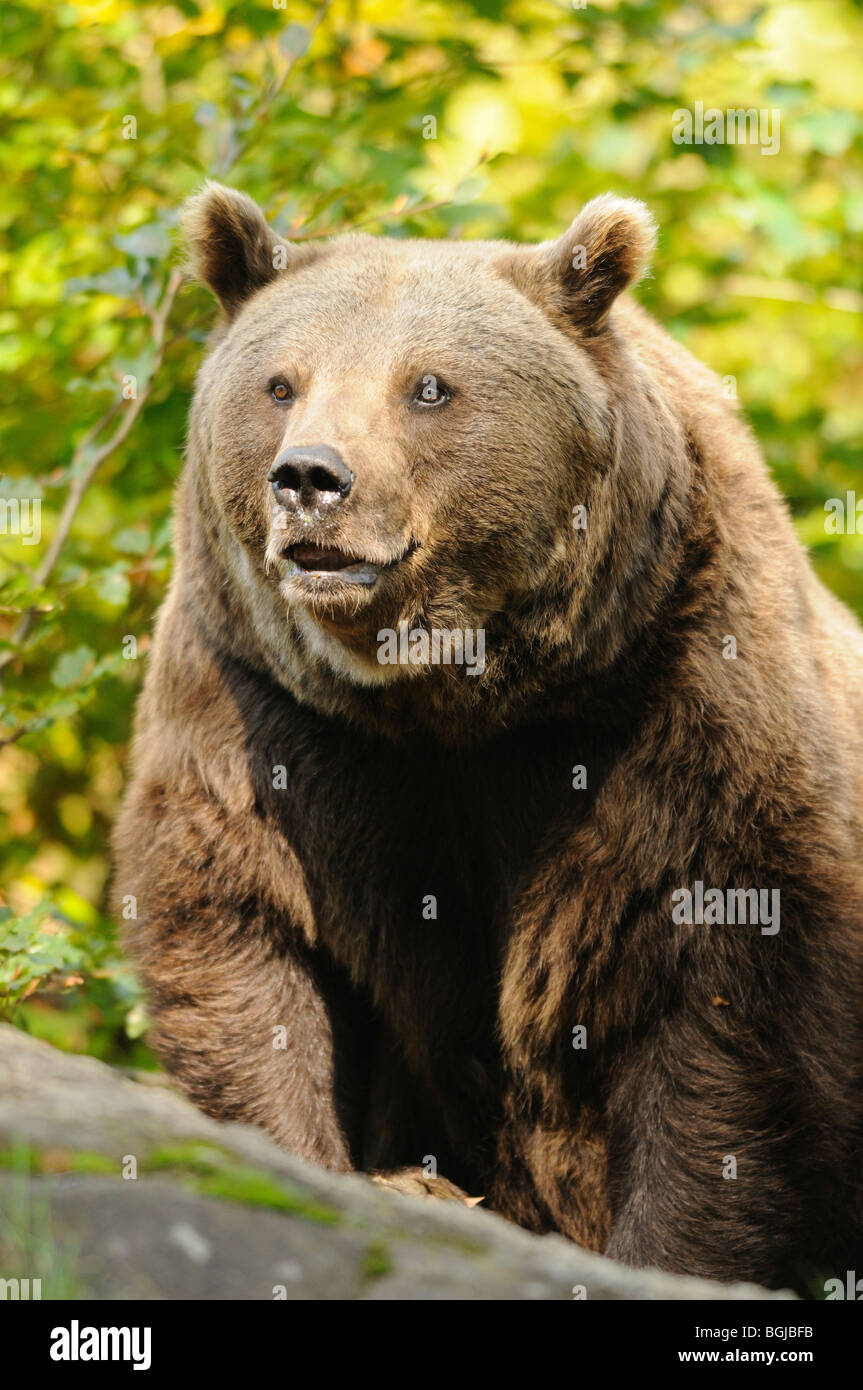 brown bear - standing / Ursus arctos Stock Photo - Alamy