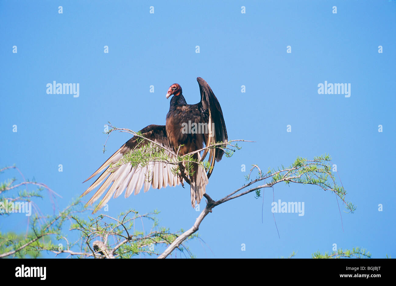 Turkey vulture on a branch / Cathartes aura Stock Photo