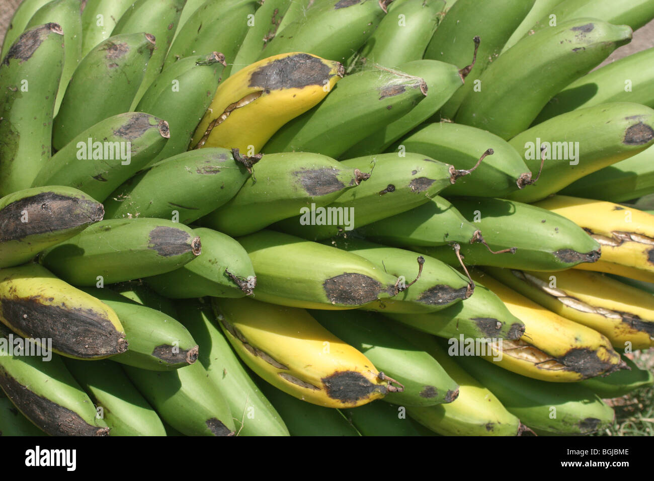 Bunch of over ripening plantain (matooke), the staple diet in southern Uganda Stock Photo