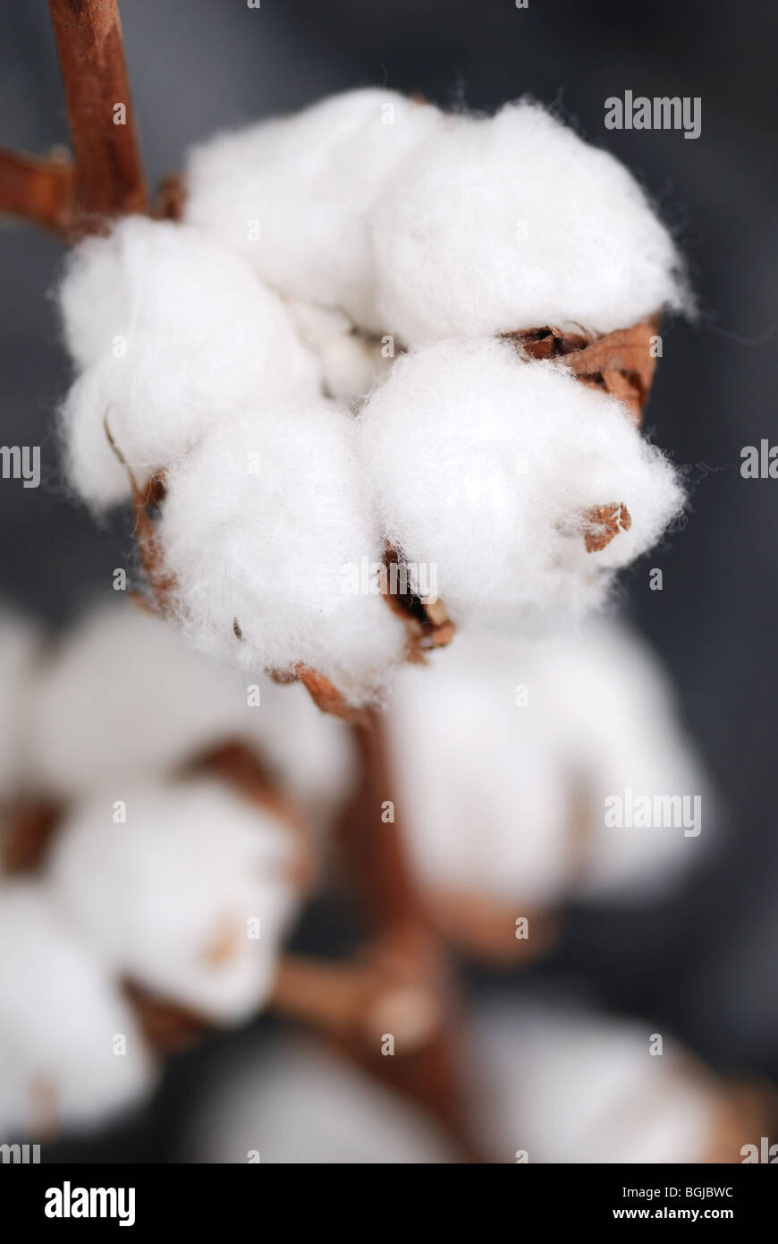Cotton boll hi-res stock photography and images - Alamy