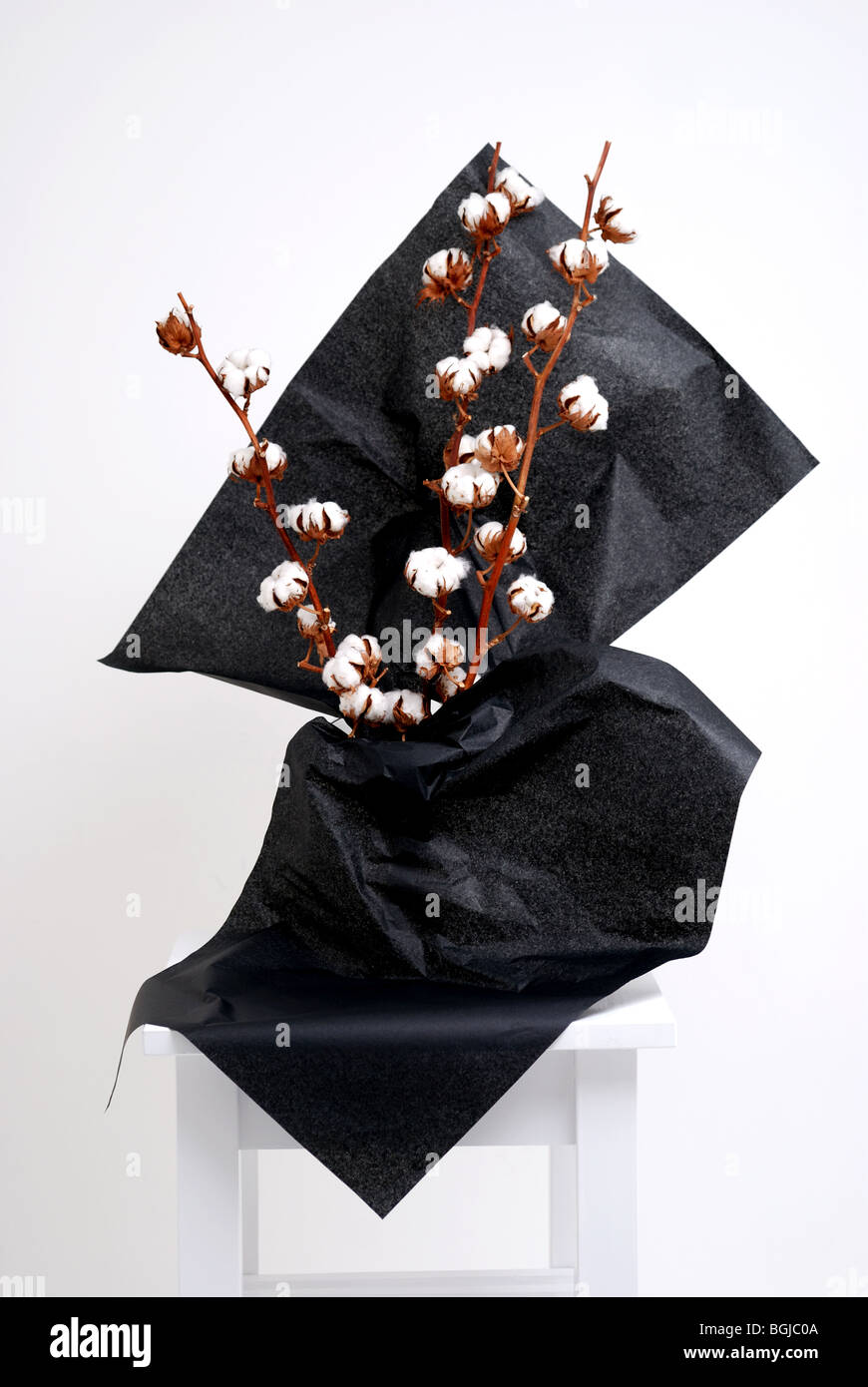 Cotton boll close up hi-res stock photography and images - Alamy