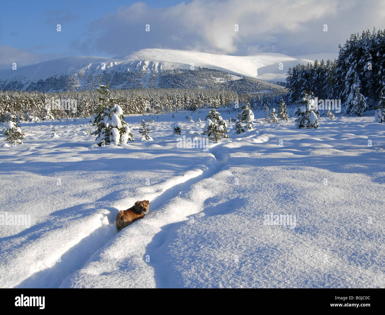 Uath Lochans, Inshriach Forest, Inverness-shire Scotland in January Stock Photo