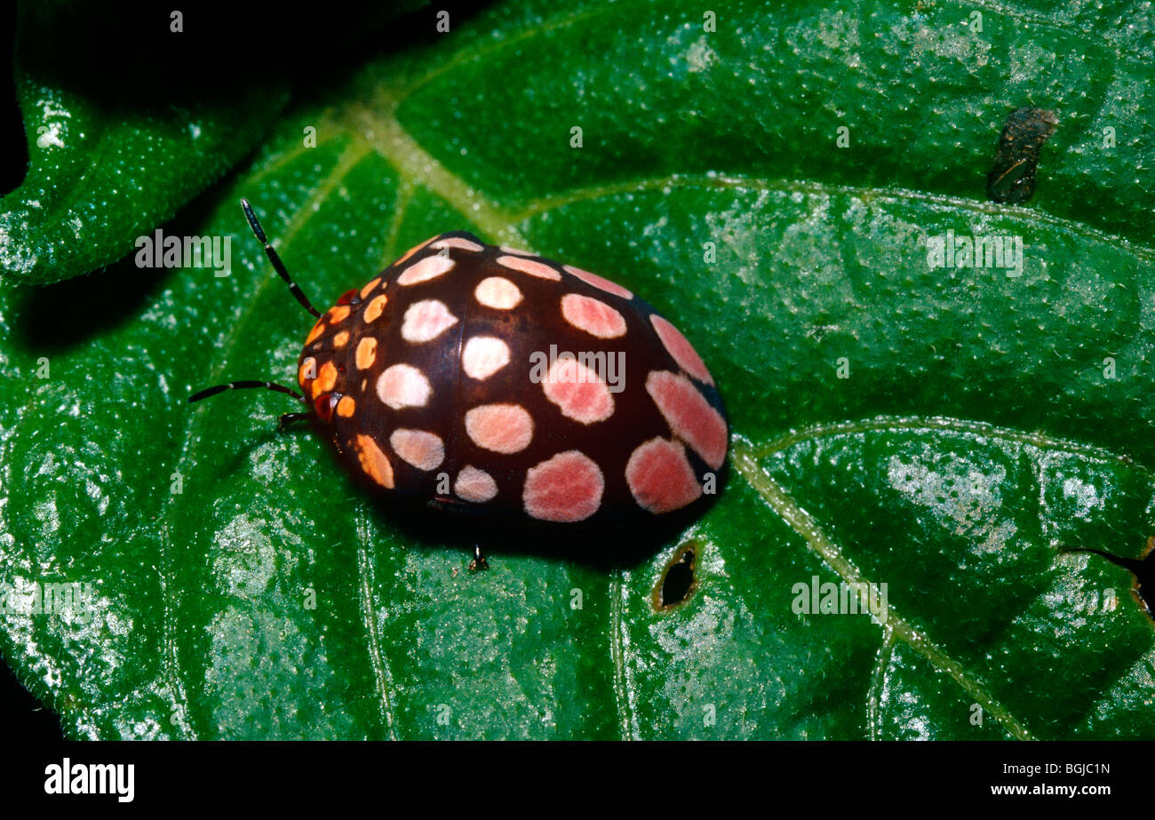 Polka-dot bug, a shield-backed bug (Steganocerus sp.: Scutelleridae) in Kakamega Forest Kenya Stock Photo