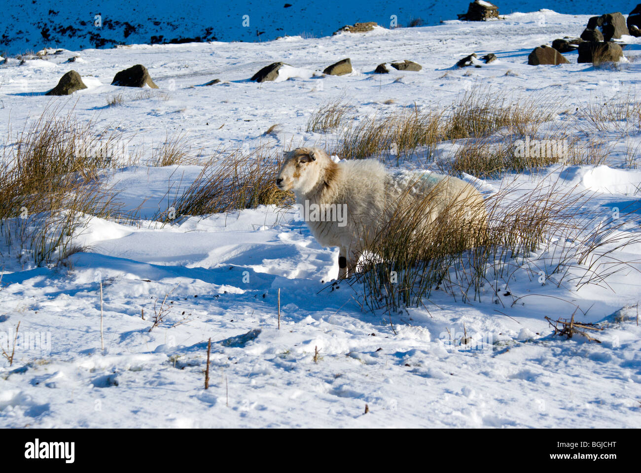sheep on top of the bwlch treorchy rhondda valley south wales uk Stock Photo