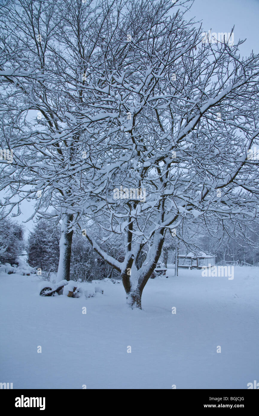 Garden covered in snow , Hampshire England Stock Photo Alamy