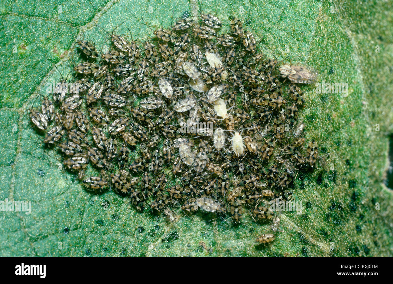 Egg-plant lace bug (Gargaphia solani) single female watching over a huge mass of nymphs, not all her own offspring, Mexico Stock Photo