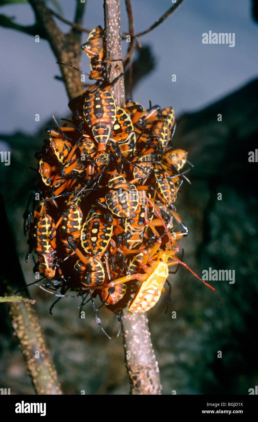 Leaf-footed bug (Pachylis sp.: Coreidae), warningly coloured nymphs in ...