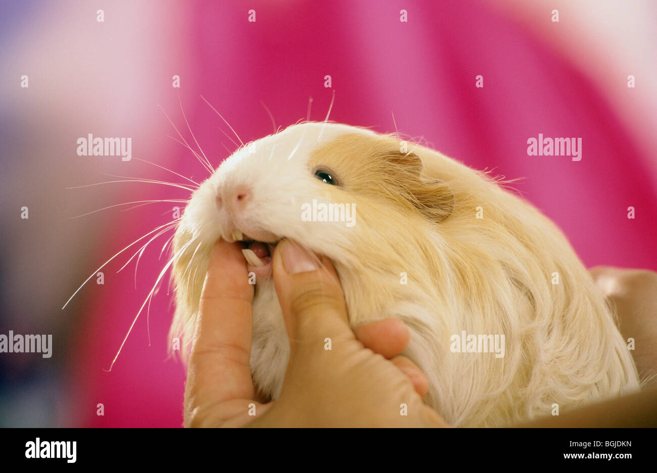 Do Guinea Pigs Have Tongues