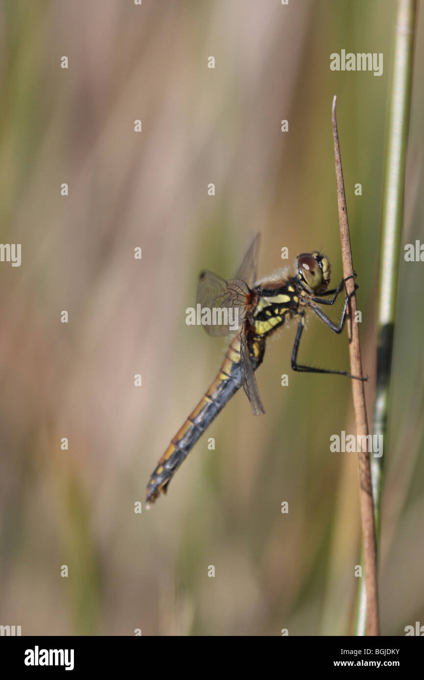 Black Darter Dragonfly Stock Photo