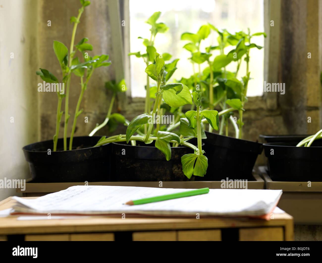 plants growing in classroom window Stock Photo