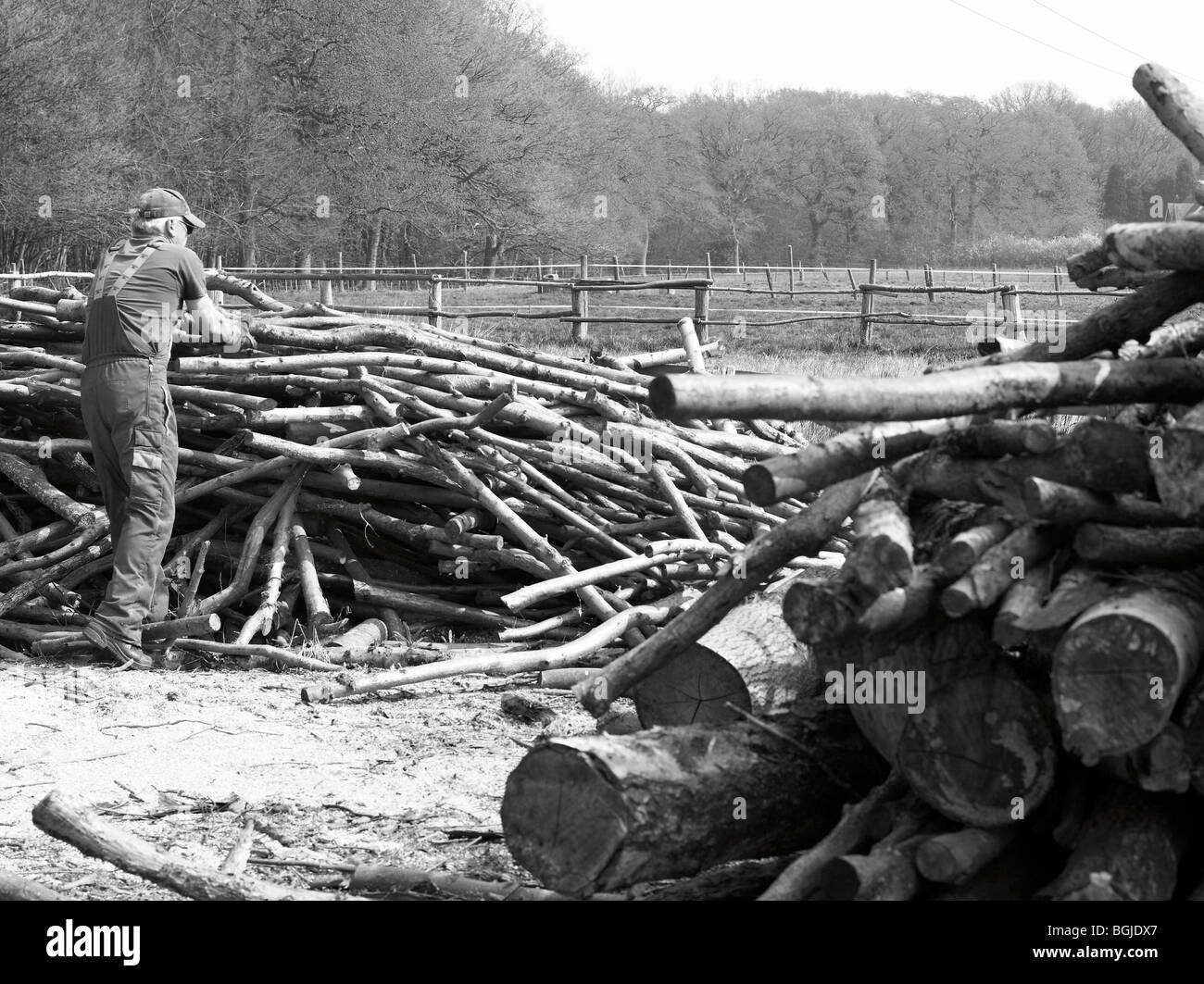 A charcoal burner collecting wood from his woodpile Stock Photo Alamy
