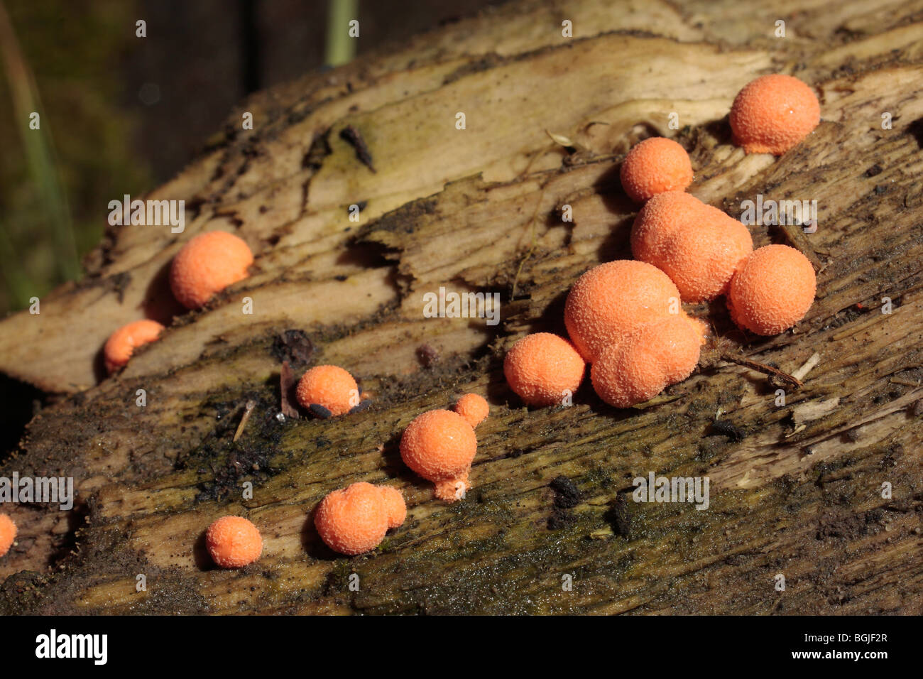 Orange Spot fungus Stock Photo
