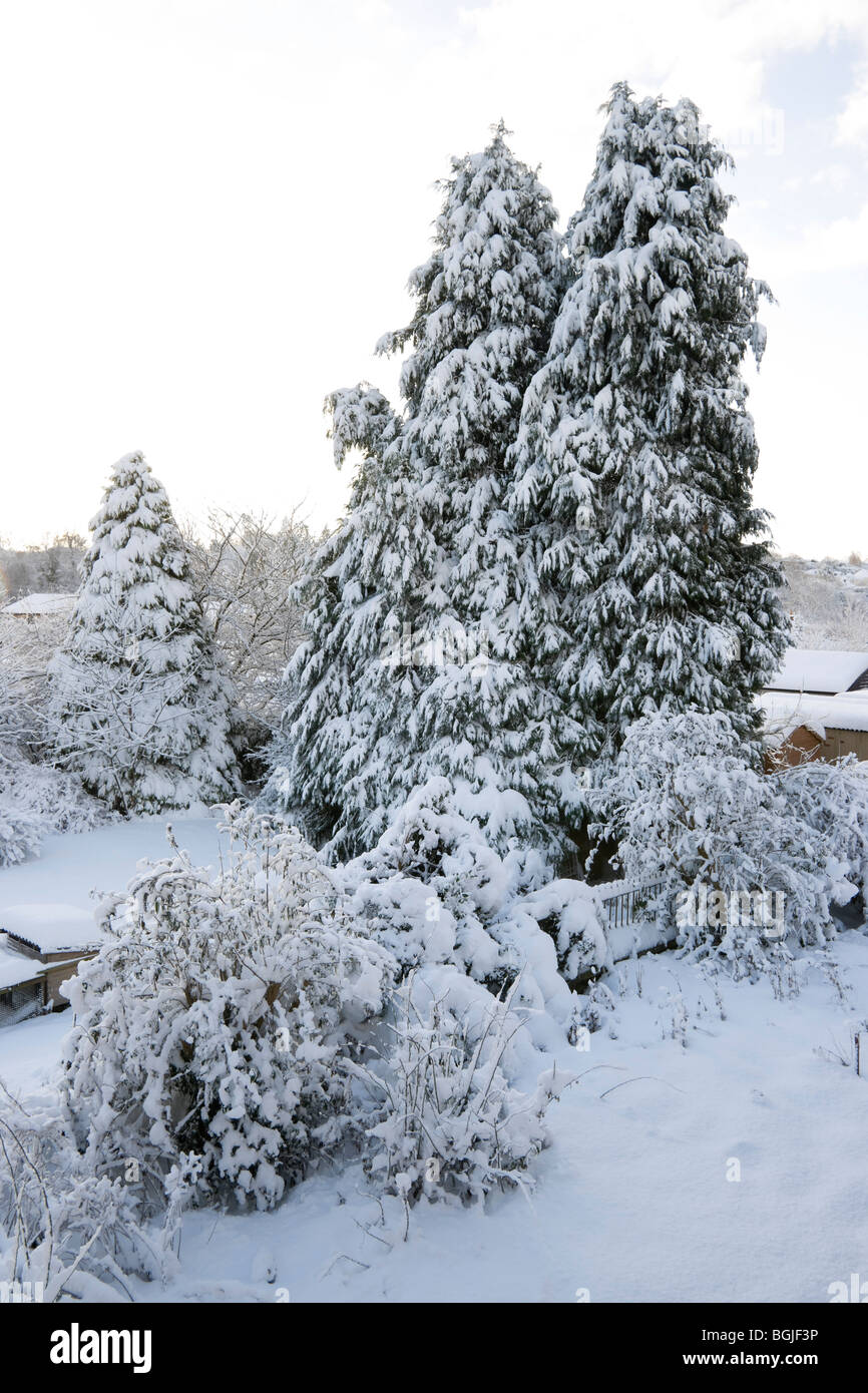 Kelso Scotland in winter snow cypress trees in a garden weighted down by heavy snow Stock