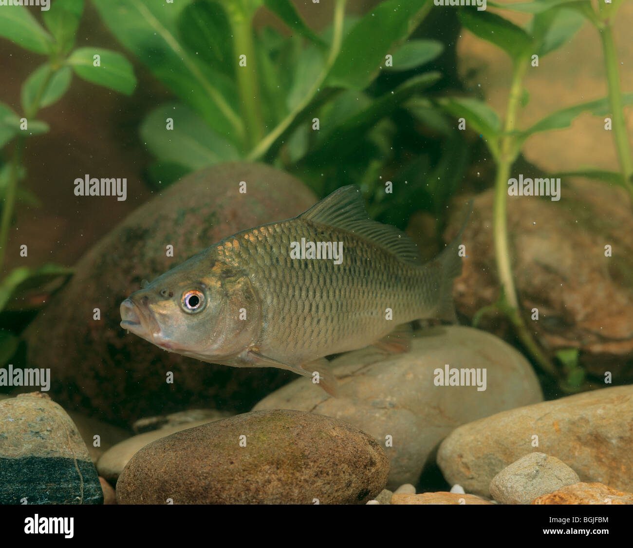 Common carp / Cyprinus carpio Stock Photo