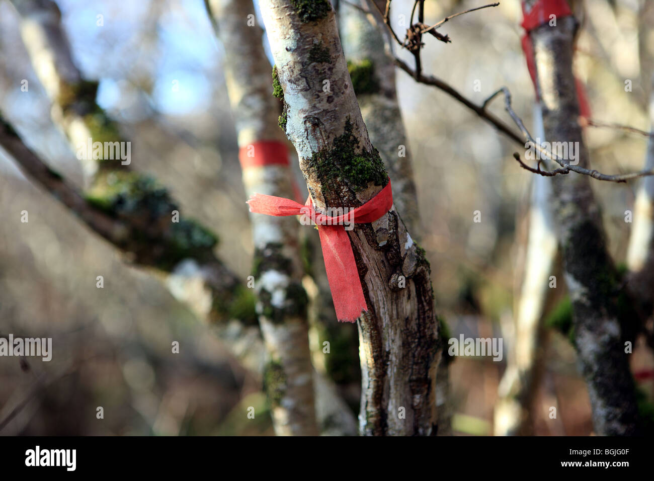 Ribbon tree hi-res stock photography and images - Alamy