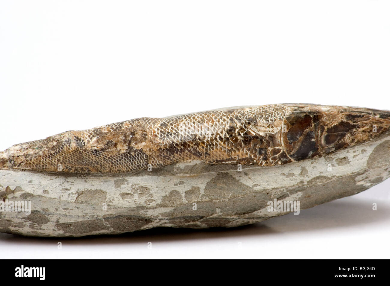 Close up of fossilized fish Stock Photo