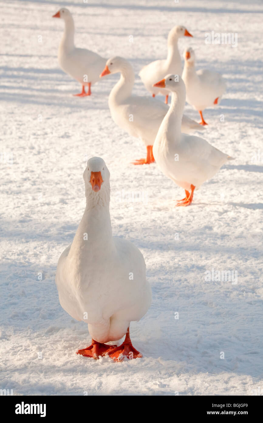 snow geese goose gaggle bird winter cold freeze white sixth day of christmas Stock Photo