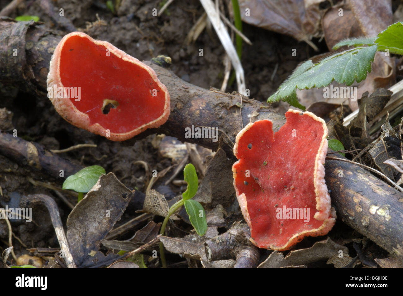 Scarlet Elf Cup fungi Sarcoscypha coccinea Stock Photo