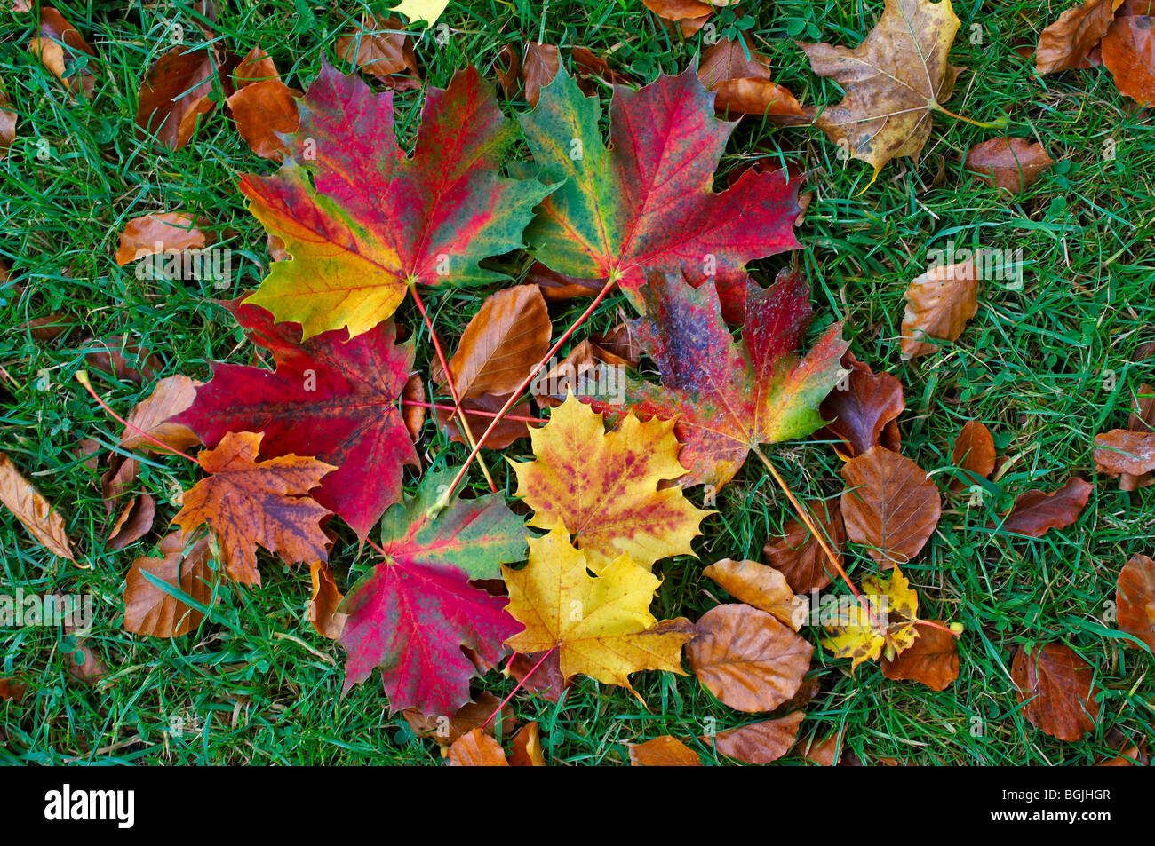 Autum colours hi-res stock photography and images - Alamy