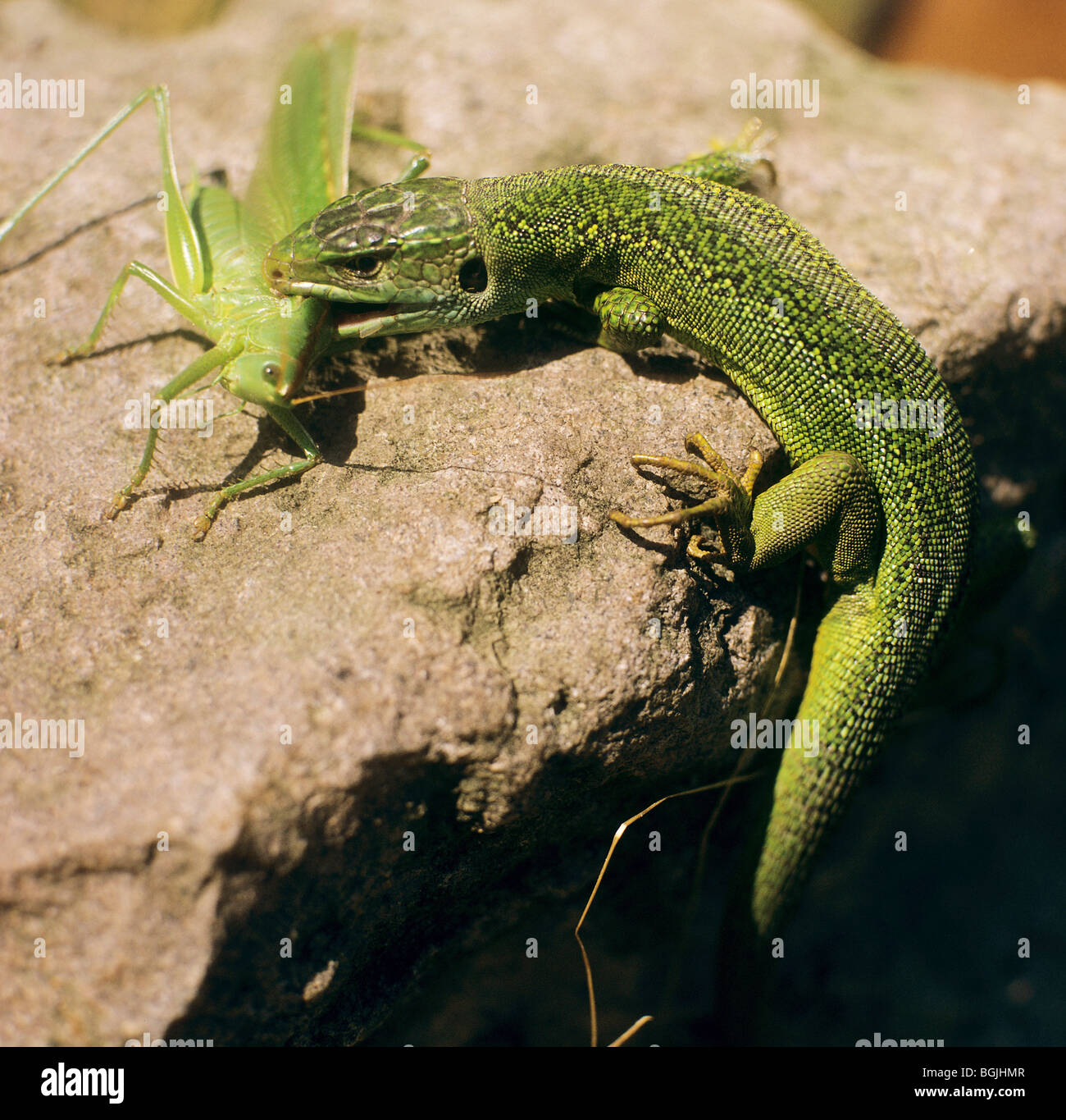 Lizard eating hires stock photography and images Alamy