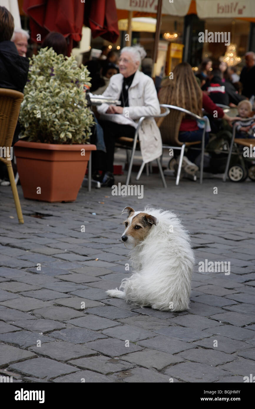 dog sitting in street turning head Stock Photo Alamy